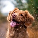 Dog photo 1