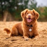 Dog photo 2