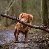 Dog photo 3
